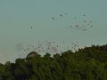 06_scarlet ibis